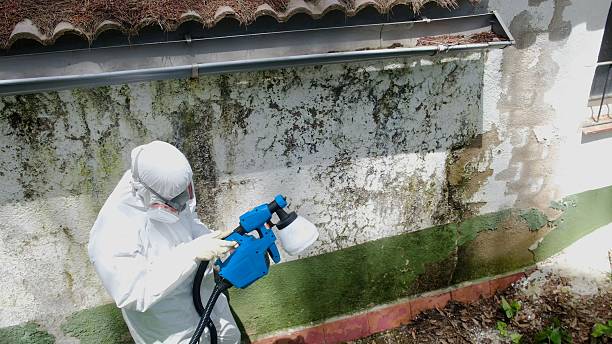 Top rated local Black Mold Remediation specialists in Grand Rapids, MI